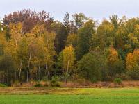 Buchafilz Abgrenzung mit leuchtenden Birken